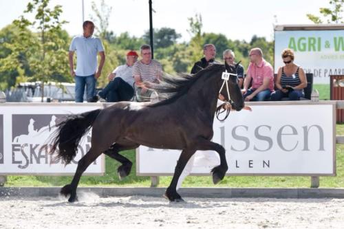 Aftonmora Friesians  Zafiera