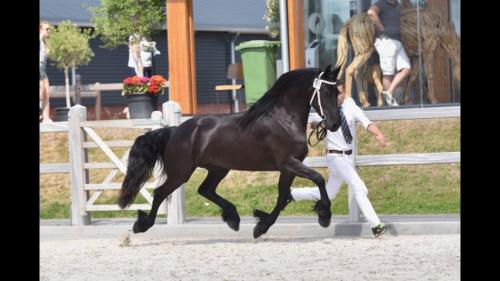 Aftonmora Friesians  Zafiera