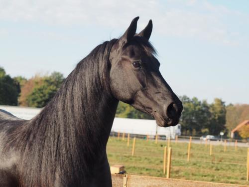 Aftonmora Friesians  Zafiera