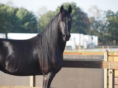 Aftonmora Friesians Zafiera