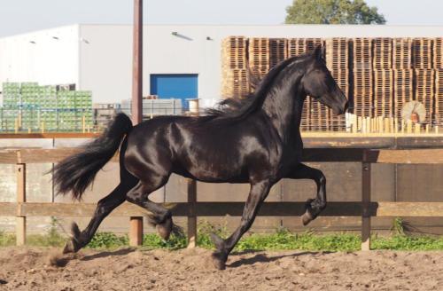 Aftonmora Friesians  Zafiera