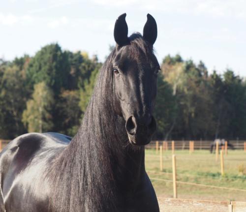 Aftonmora Friesians  Zafiera